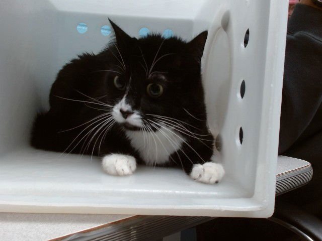 RADIO - Domestic Short Hair available for adoption