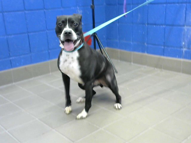 ALLIE - Pit Bull Terrier available for adoption