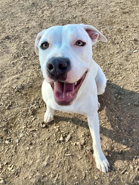 SKY - American Pit Bull Terrier available for adoption