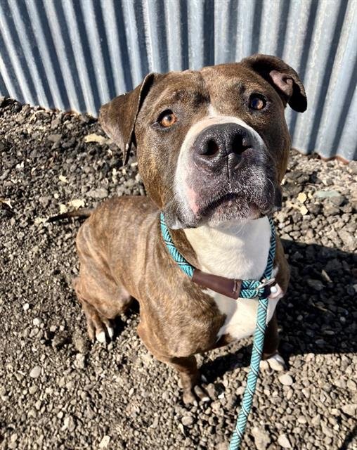 RUBY - Pit Bull Terrier available for adoption