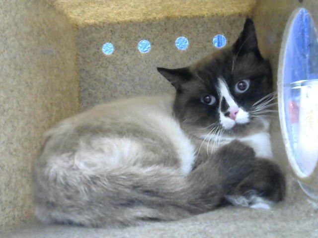 ALL BOY - Domestic Short Hair available for adoption