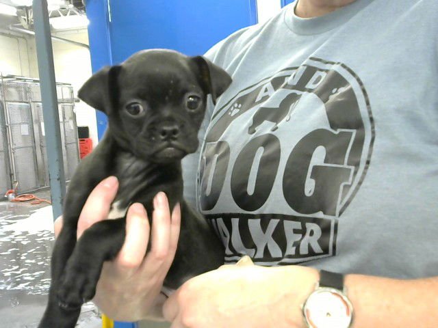 SUSHI - Pug available for adoption