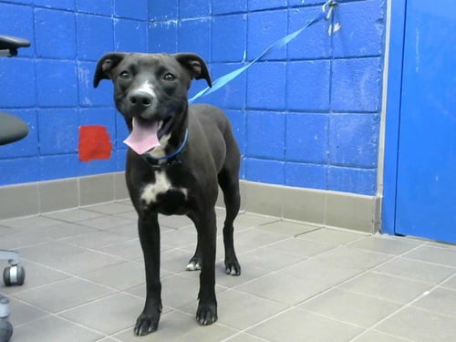 CHISPA - Pit Bull Terrier available for adoption