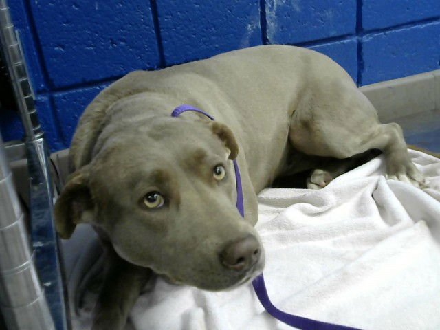 KOURTNEY - Labrador Retriever available for adoption