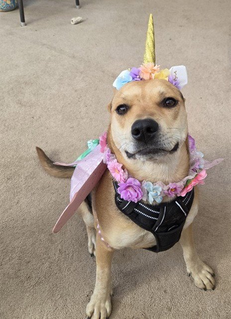 OLIVIA Image