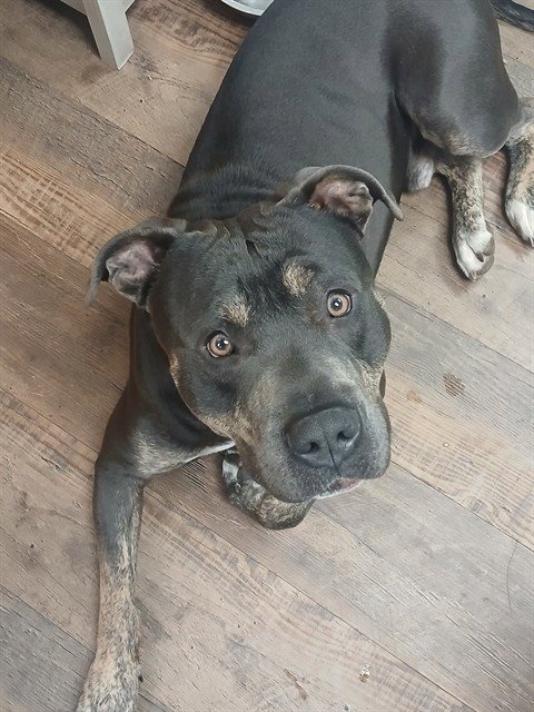 ZION - American Pit Bull Terrier available for adoption