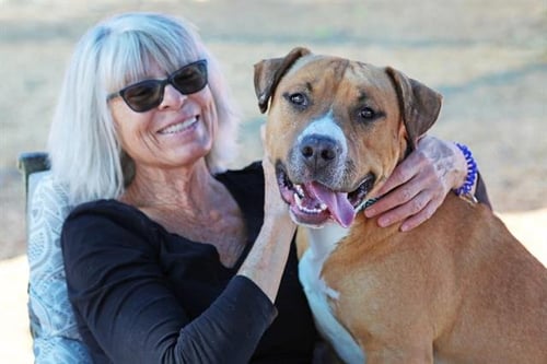ZORRO - Staffordshire Bull Terrier available for adoption