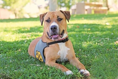 ZORRO - Staffordshire Bull Terrier available for adoption