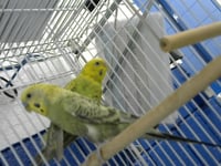 HANK - Photo 1