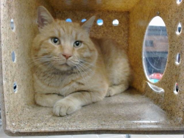 STONE - Domestic Short Hair for adoption in Albuquerque