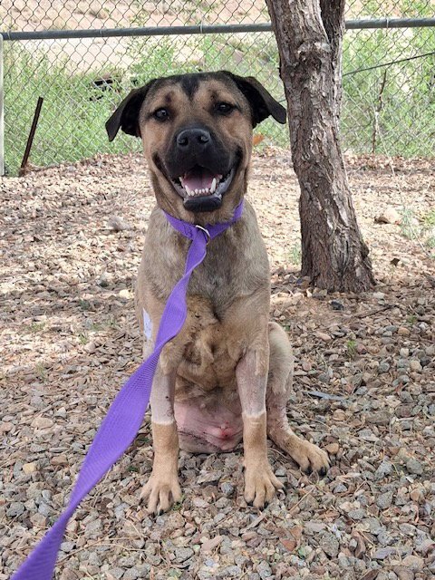 CARMELITA - American Pit Bull Terrier available for adoption