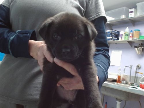 DOROTHY - German Shepherd Dog available for adoption