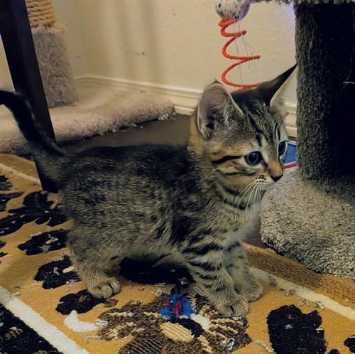 FLOWER - Domestic Short Hair available for adoption