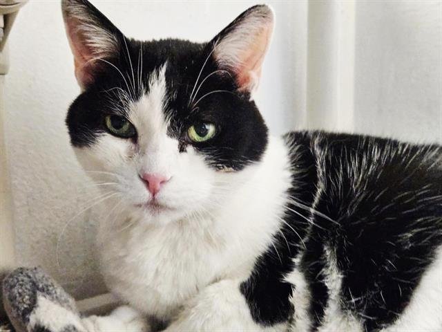 CHECKERS - Domestic Short Hair for adoption in Albuquerque