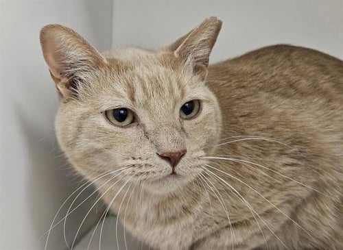 JAKE - Domestic Short Hair for adoption in Albuquerque