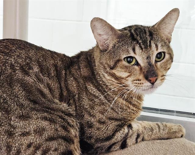 ADAM - Oriental Short Hair available for adoption