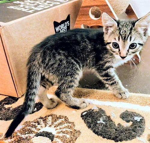 CHIP - Domestic Short Hair available for adoption