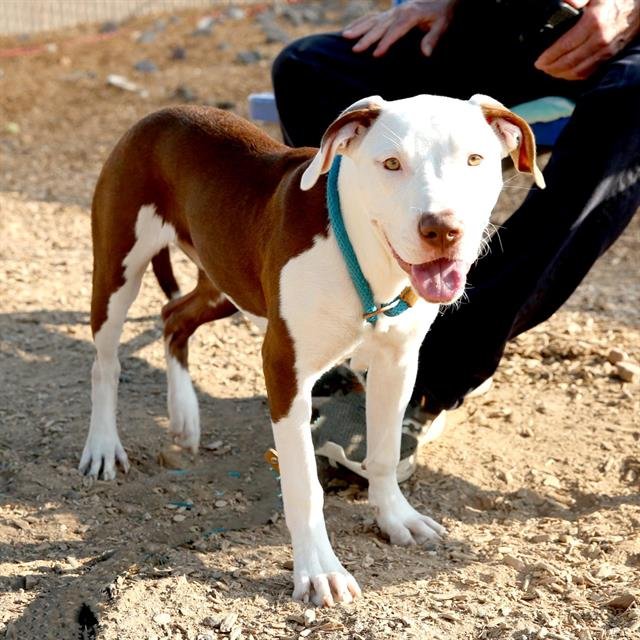 SARA - Pit Bull Terrier available for adoption