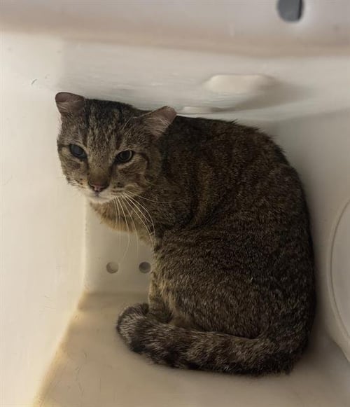 GRAMPS - Domestic Short Hair available for adoption