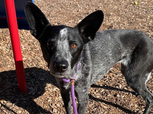 ALLIE - Queensland Heeler available for adoption