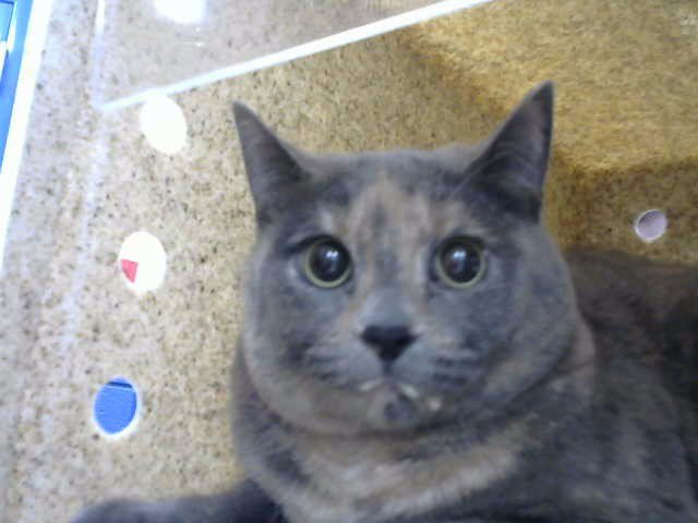 STORMI Image