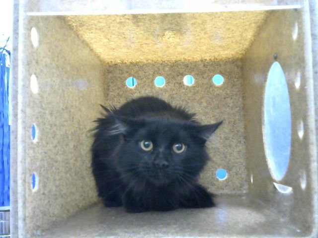 ZARIA - Domestic Short Hair available for adoption