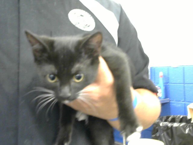 YOKO - Domestic Short Hair available for adoption