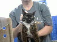 MOLLY - Photo 1