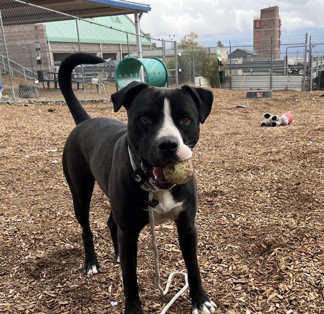 TROOP - American Pit Bull Terrier available for adoption