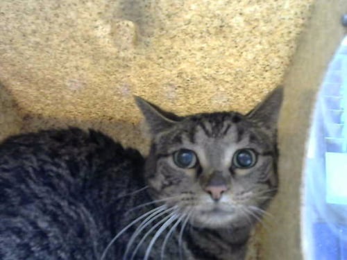 GIADA - Domestic Short Hair for adoption in Rio Rancho