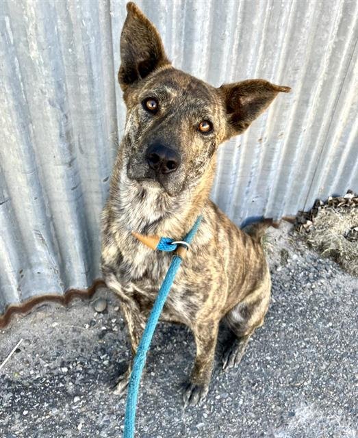 TINA - Dutch Shepherd available for adoption