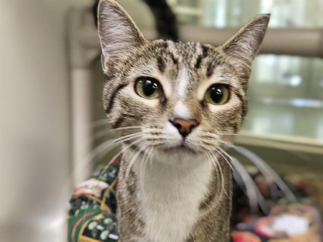 TURKLE - Domestic Short Hair available for adoption