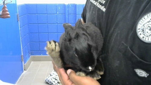 CAKE - Shorthaired Rabbit available for adoption