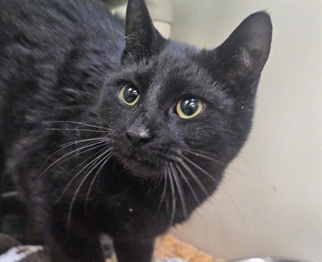 SANDRA - Domestic Short Hair available for adoption