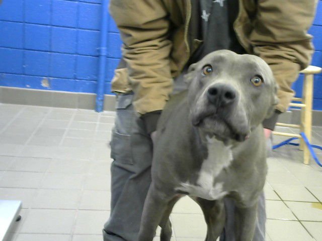 BEASTY - American Pit Bull Terrier available for adoption
