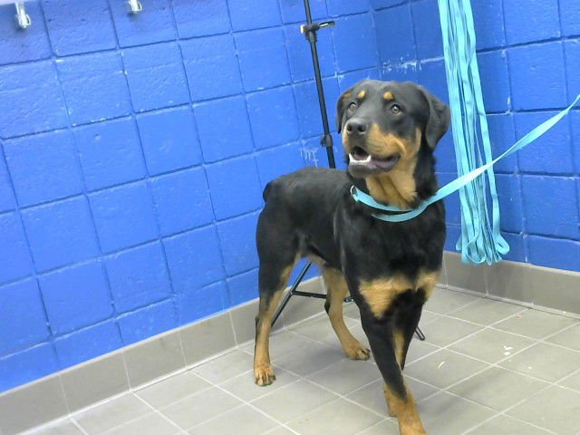 LITO - Rottweiler available for adoption