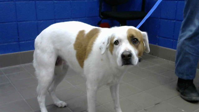 ADIA - Australian Shepherd available for adoption