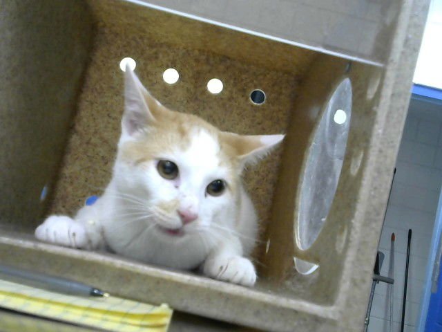 TOMMY - Domestic Short Hair available for adoption