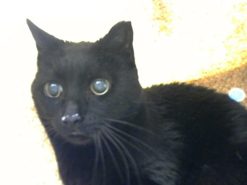 BOOPY - Domestic Short Hair available for adoption