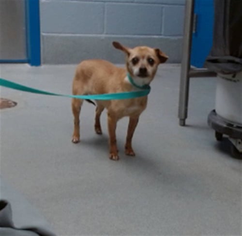 ELSA - Chihuahua available for adoption