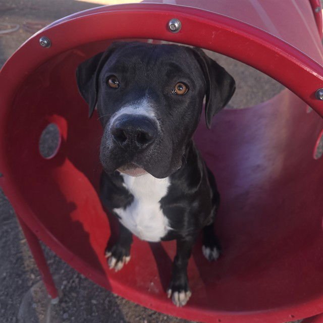 KING - Labrador Retriever available for adoption