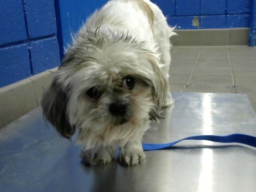 HAROLD - Shih Tzu available for adoption