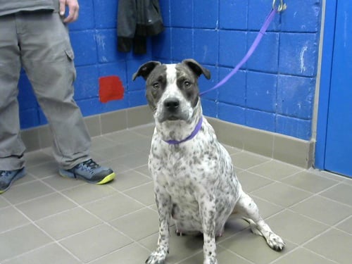 FRECKLES - Pit Bull Terrier available for adoption
