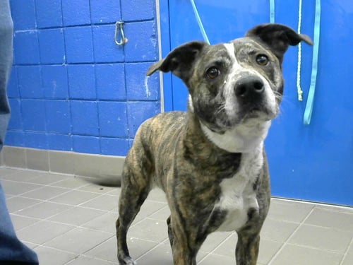 BELLA - Catahoula Leopard Dog available for adoption