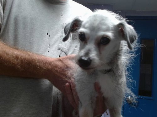 ATLAS - Wirehaired Fox Terrier / Greyhound available for adoption