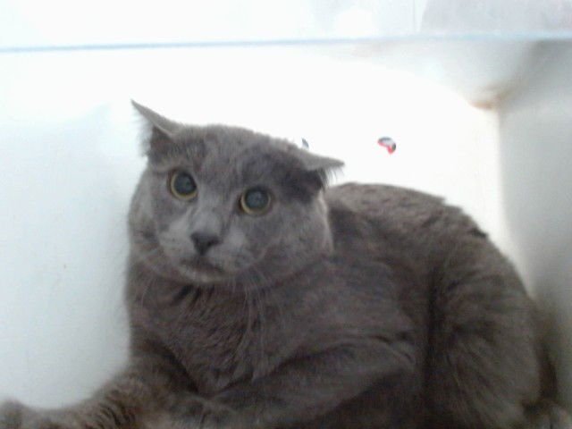 TALLY - Domestic Short Hair available for adoption