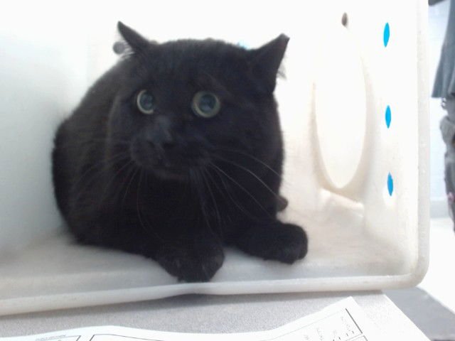 CASSI - Domestic Short Hair available for adoption