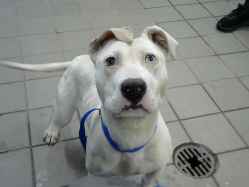 GUMMY - American Pit Bull Terrier available for adoption