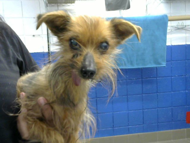 CHARLIE - Yorkshire Terrier Yorkie available for adoption