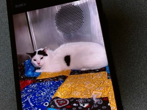 JAKE - Domestic Short Hair available for adoption
